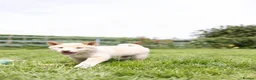 Japanese Shiba Inu dogs for sale: READY NOW Exclusive Japanese Shibas Puppies  🇯🇵 - Advert 5
