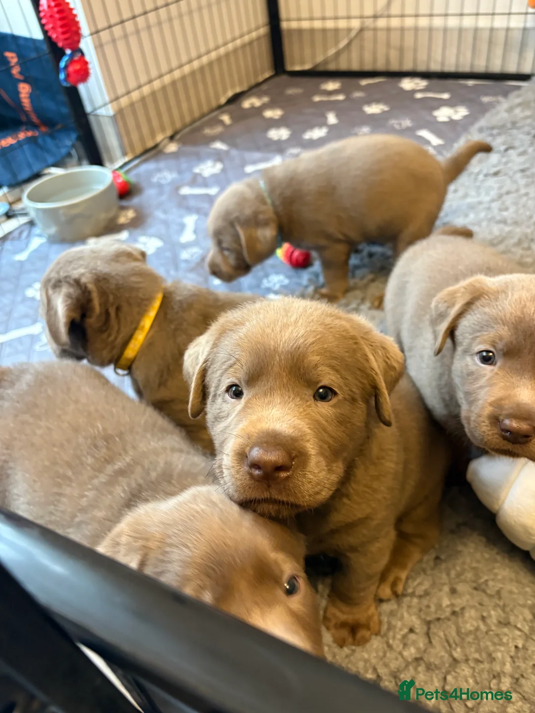 Labrador Retriever dogs for sale: KC silver Labrador (last girl remaining) orange  - Advert 10