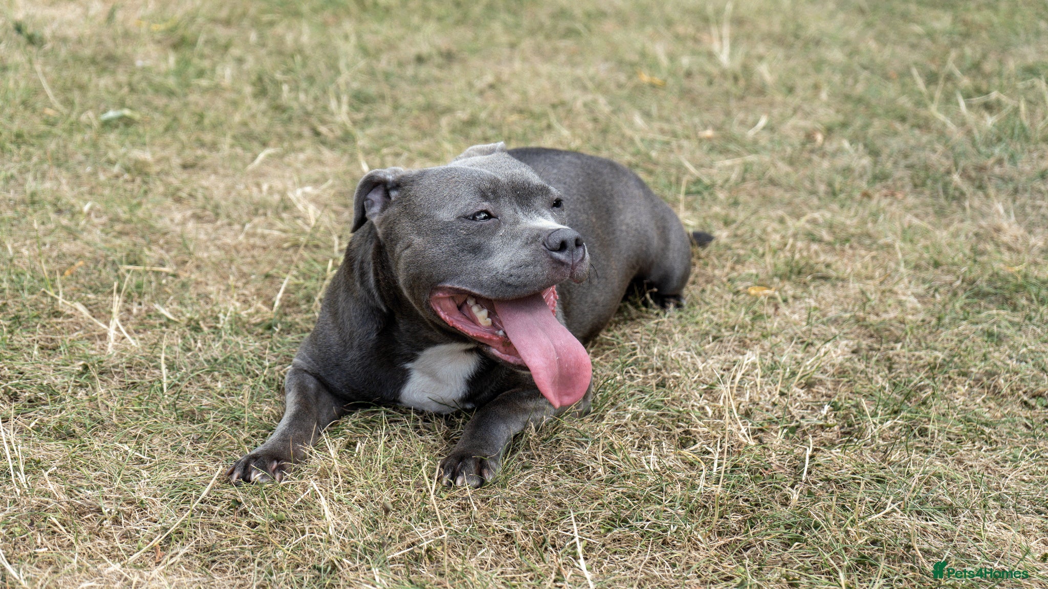 Staffordshire Bull Terrier dogs Stunning KC Staffy Puppies 🔥 - Advert 2