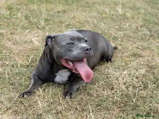 Staffordshire Bull Terrier dogs Stunning KC Staffy Puppies 🔥 - Advert 2