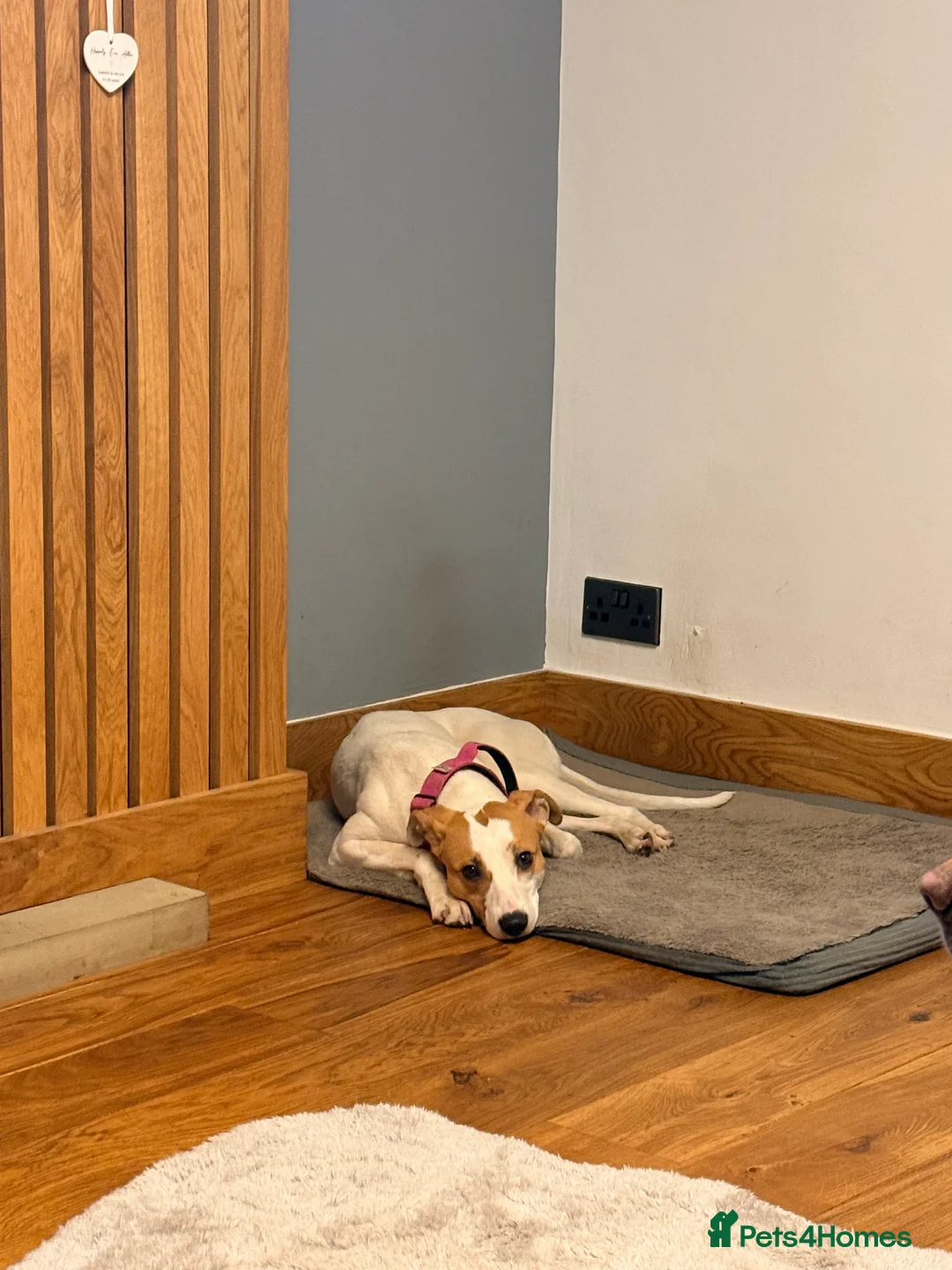 Lurcher dogs for sale: Bull x whippet girl - Advert 3