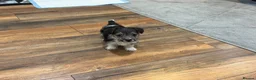 Yorkshire Terrier dogs for sale: Stunning boy Yorkshire terrier puppy  - Advert 9