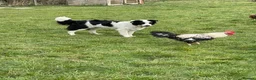 Border Collie dogs for sale: Absolutely Gorgeous Black&White Border Collie Pups - Advert 9