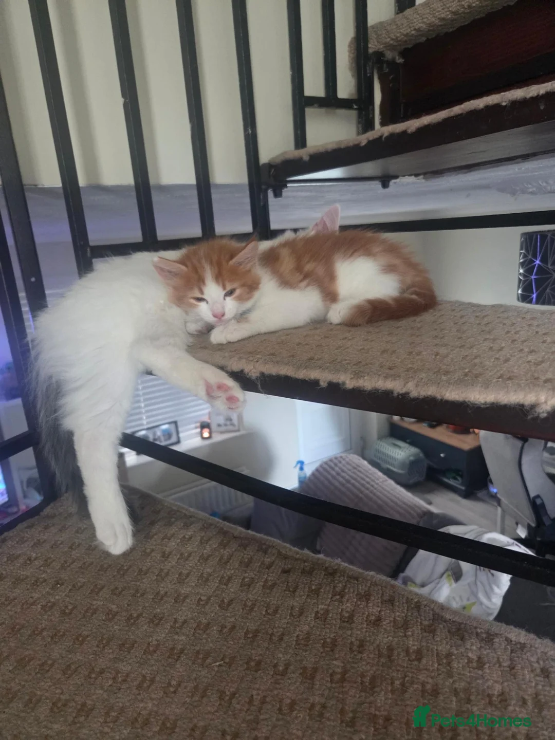 Mixed Breed cats for sale: Male kitten  - Advert 4