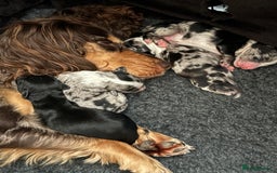 Sprocker dogs for sale: Stunning Sprocker pups  - Advert 4