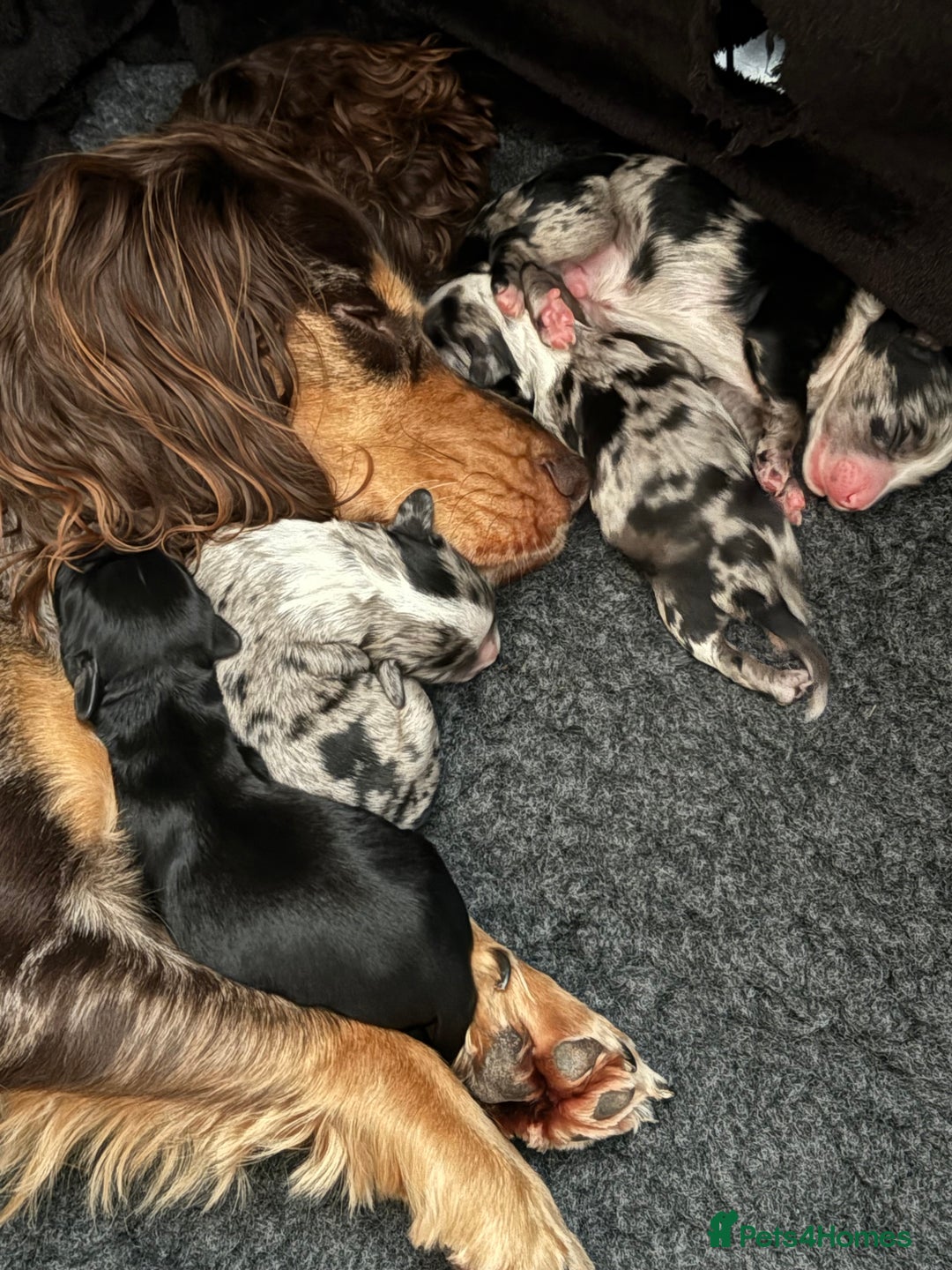 Sprocker dogs for sale: Stunning Sprocker pups  - Advert 4