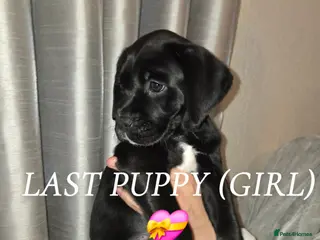 Mixed Breed dogs Rare breed Boxador puppies (1 GIRL LEFT) - Advert 7