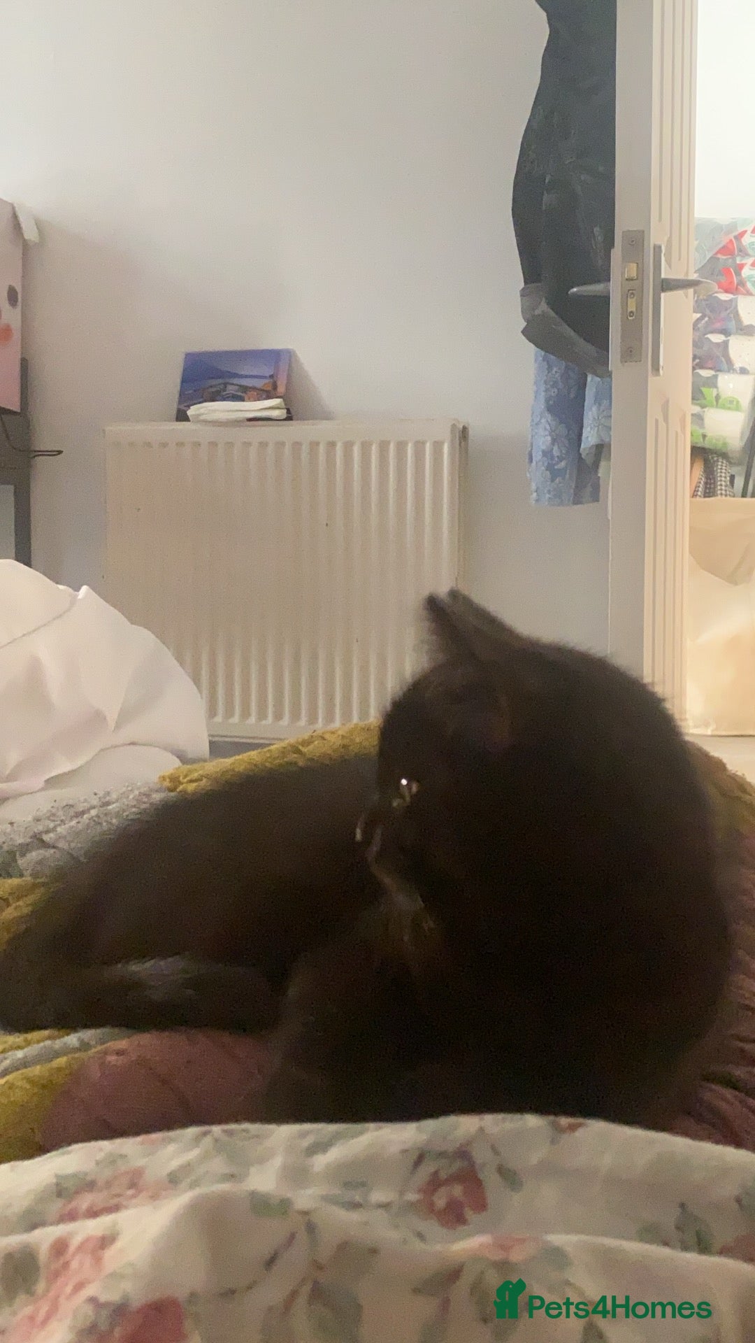 Himalayan cats for sale: Gorgeous Last kitten Girl 🩷 found home ‼️‼️ - Image 6