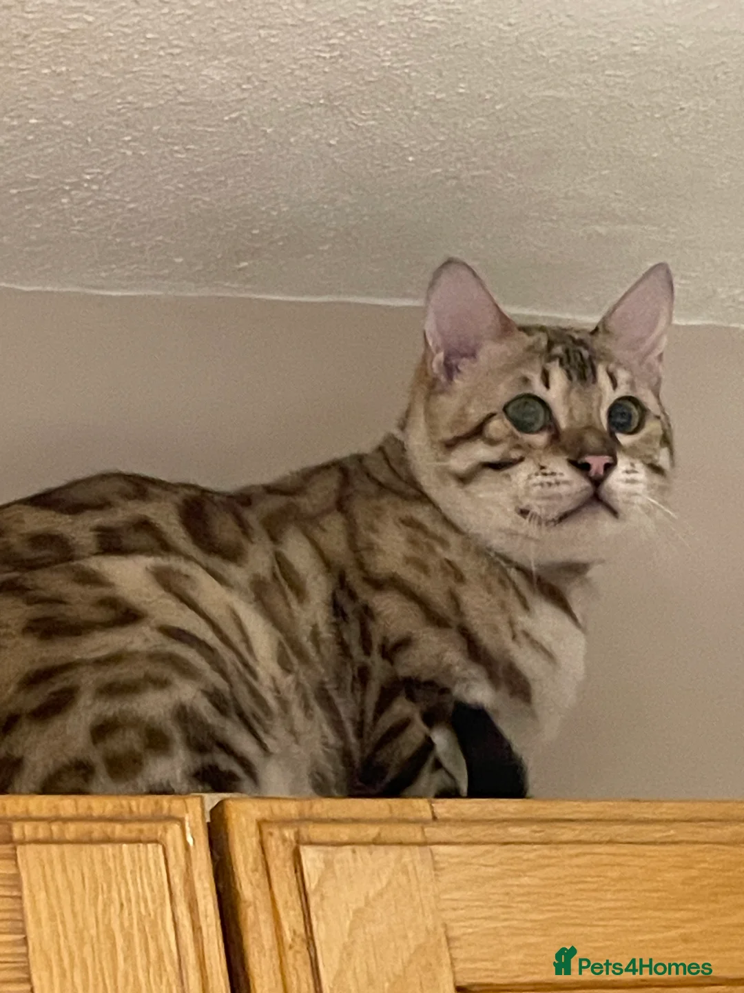 Bengal cats for sale: Outstanding pedigree Bengals - Advert 12