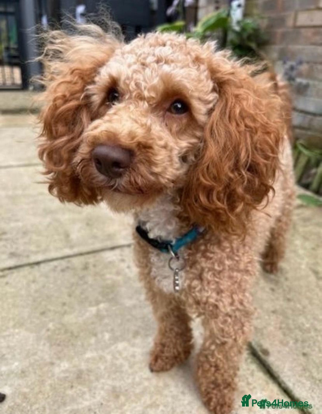 Labradoodle dogs for sale: Multi- Generation Toy/Mini parti Labradoodles   - Advert 24