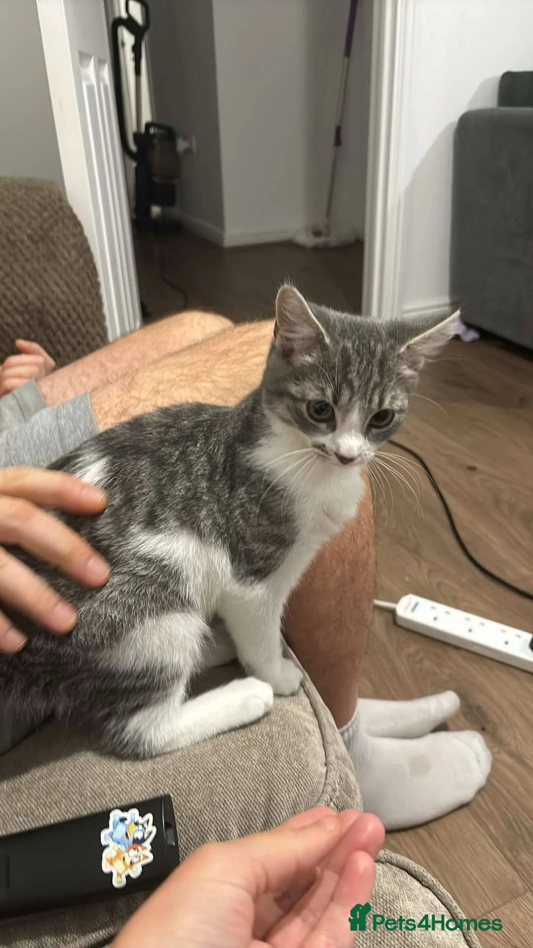Norwegian Forest Cat cats for sale: 3 kittens - Advert 2