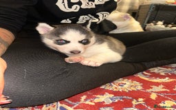 Siberian Husky dogs for sale: Siberian husky puppies  - Image 5