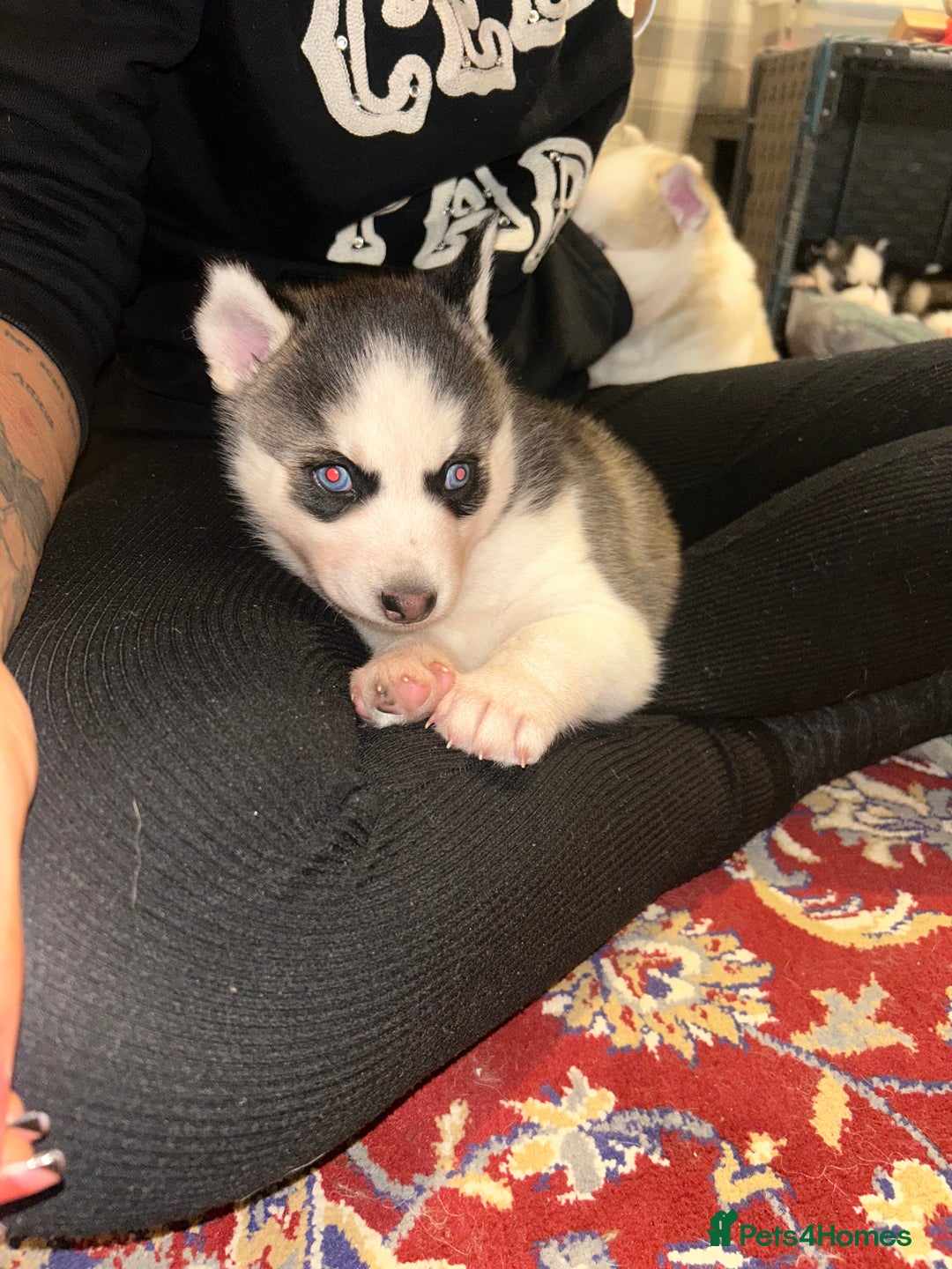 Siberian Husky dogs for sale: Siberian husky puppies  - Image 5