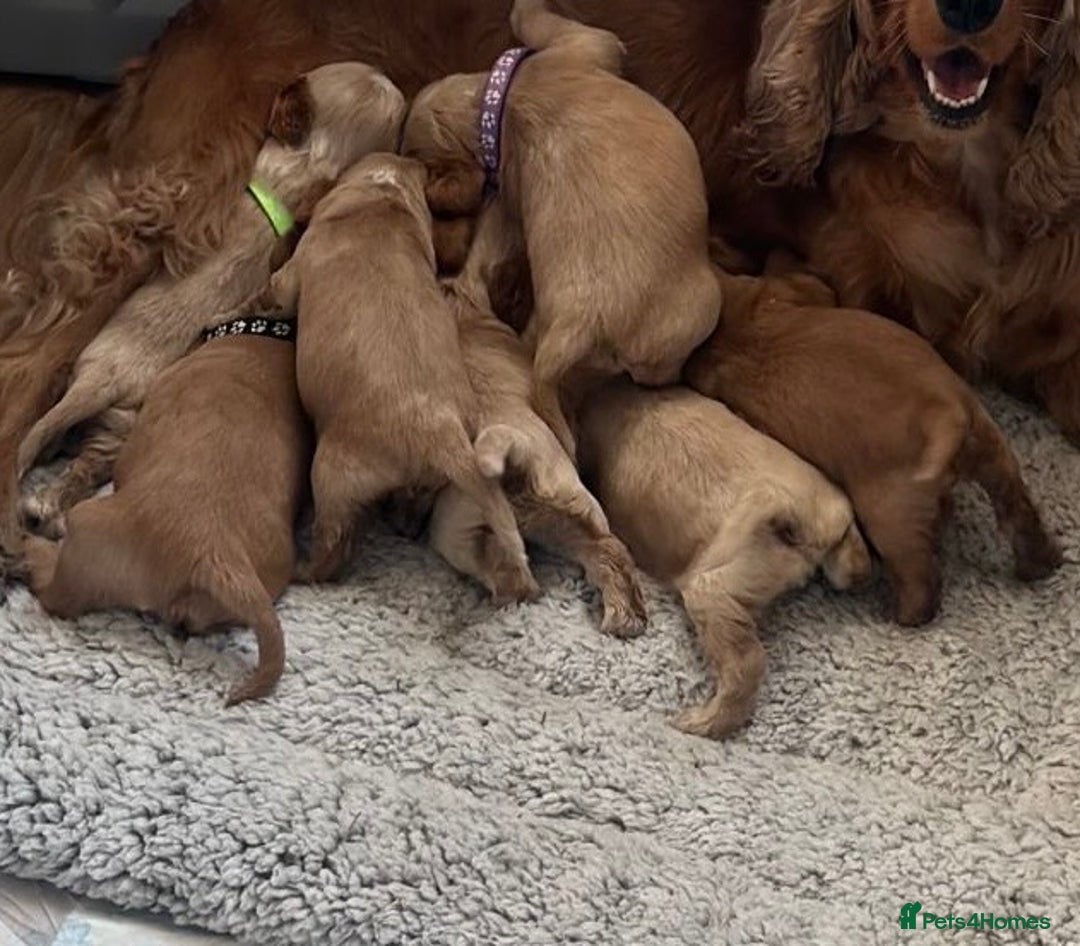 Cocker Spaniel dogs for sale: 🌟STUNNING SHOW COCKER SPANIEL BABIES🌟1 Boy left  - Advert 3