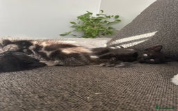 Mixed Breed cats for sale: Kitten’s ready now  - Image 12