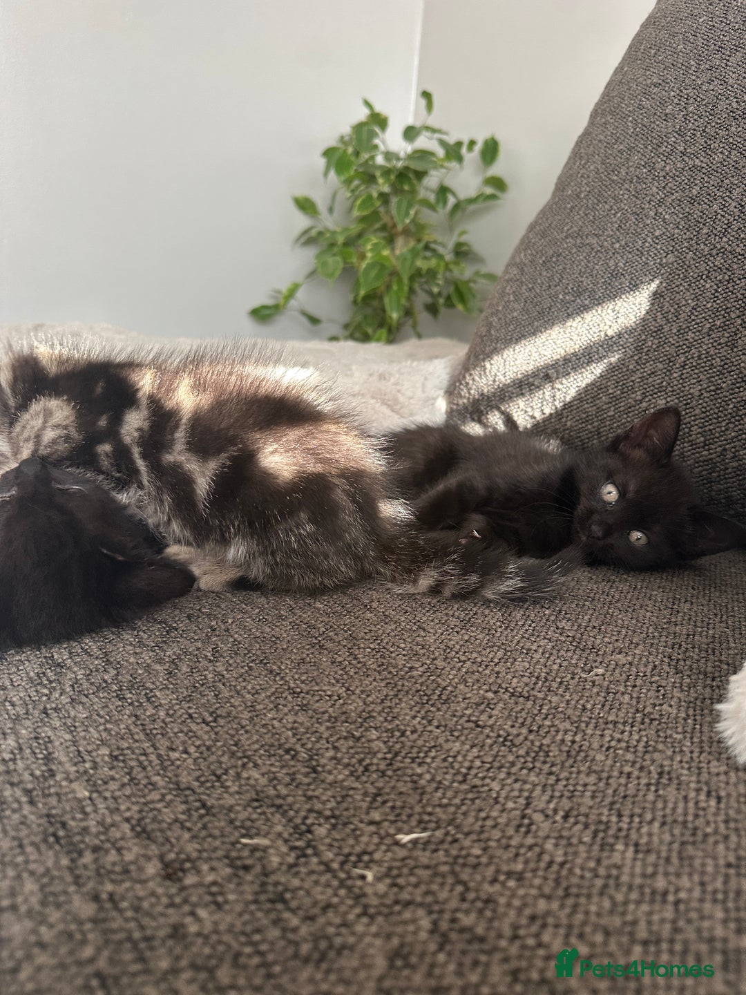 Mixed Breed cats for sale: Kitten’s ready now  - Image 12