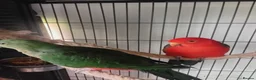 Mixed Breed birds for sale: Australian King pair  - Advert 3