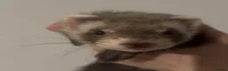 Mixed Breed rodents for sale: Ferret cross polecats for rehome - Advert 3
