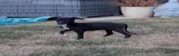 Mixed Breed dogs for sale: Whippet x Saluki puppies, ready to leave - Advert 3