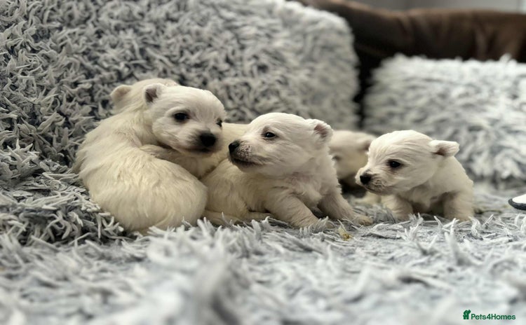 West Highland Terrier dogs - Advert 10