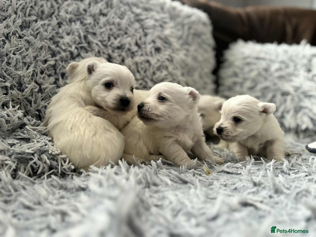 West Highland Terrier dogs for sale: West Highland  White Terrier Puppies  - Image 1