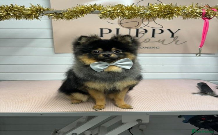 Pomeranian dogs - Advert 1