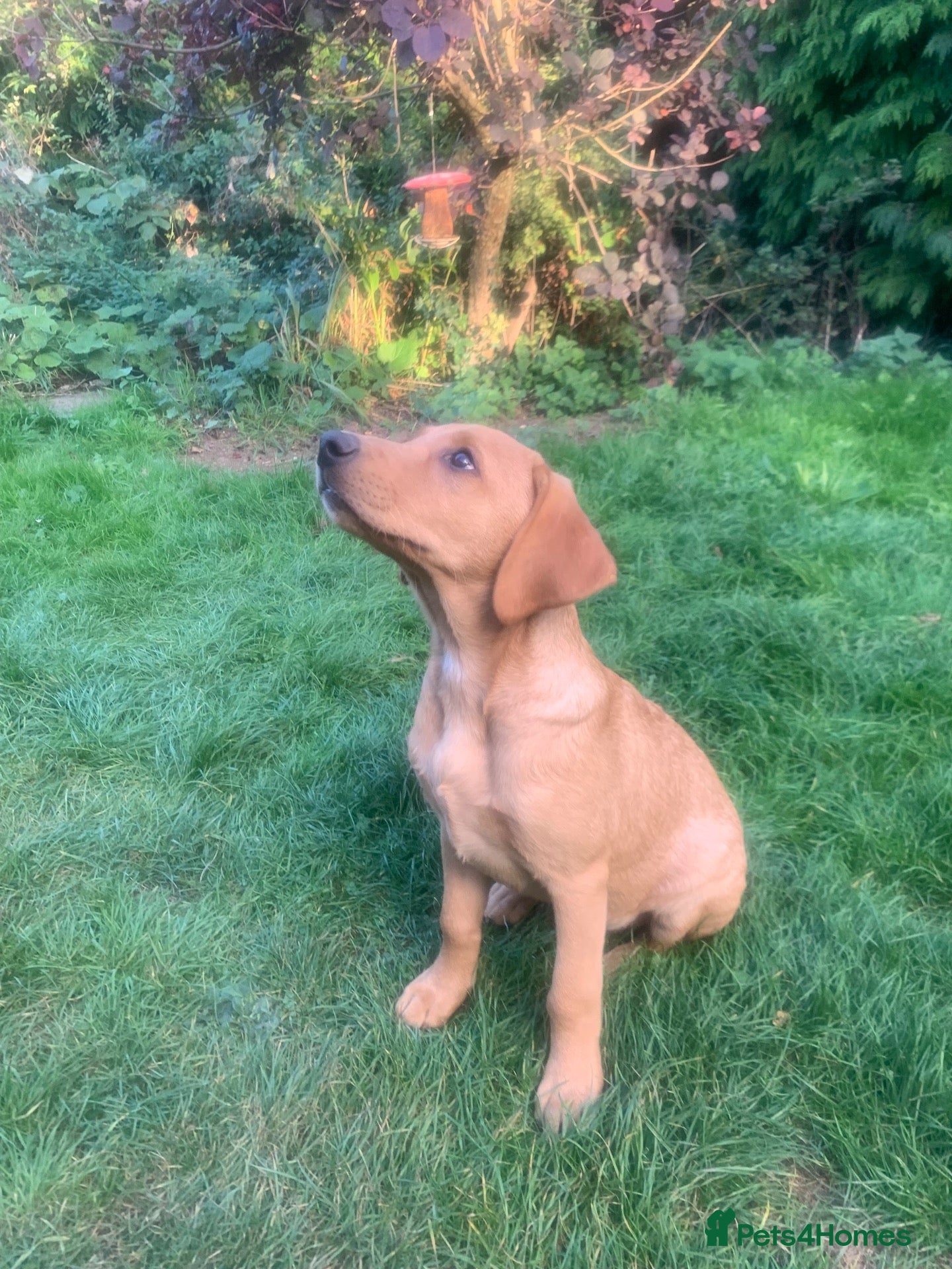 Labrador Retriever dogs Stunning KC Labrador / 1 boy available 🐾 - Advert 11