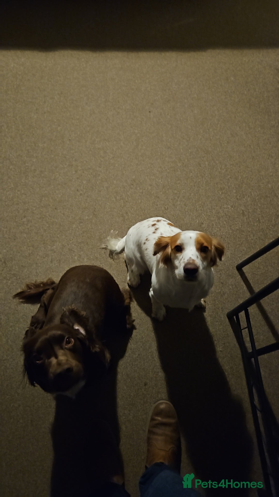 Cocker Spaniel dogs for sale: KC Working Cocker Spaniel Puppies - Advert 6