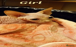 Sphynx cats for sale: 5 Adorable Sphynx Kittens for sale! - Image 11