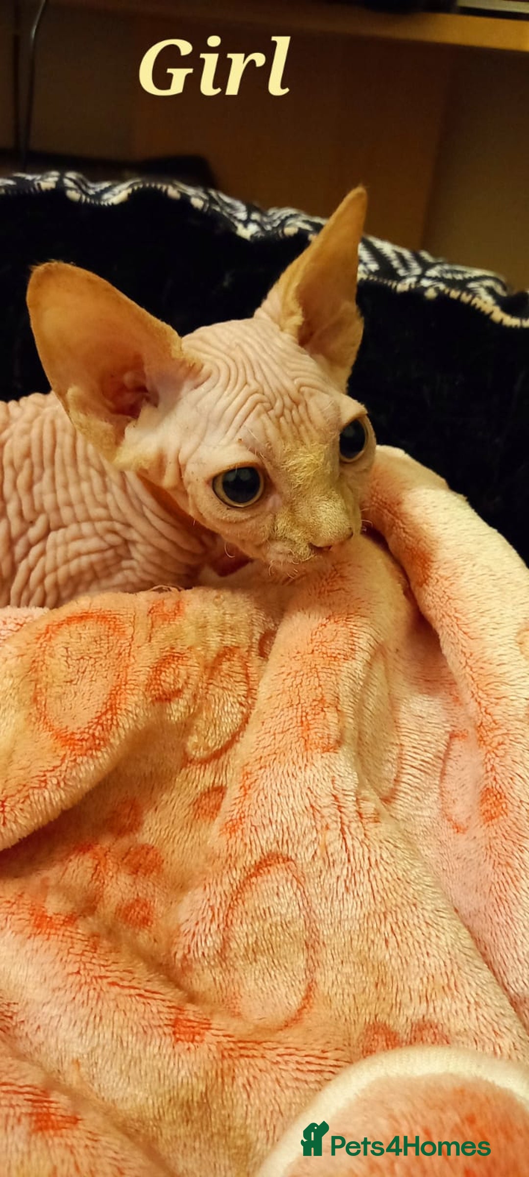 Sphynx cats for sale: 5 Adorable Sphynx Kittens for sale! - Image 11