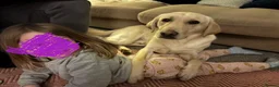 Springador dogs for sale: Pet or Working Springadors  - Advert 3