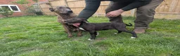 Lurcher dogs for sale: Female bull lurcher pup  - Advert 3