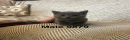 British Shorthair cats for sale: Beautiful British Blue Shorthair *READY NOW* - Advert 12