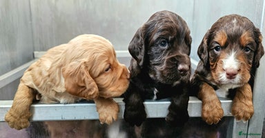 Cocker Spaniel dogs - Advert 4