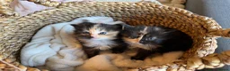 Ragdoll cats for sale: Flame point Ragdoll Mix - Advert 6