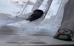 Parrots birds for sale: Baby handreared blue Quaker.  - Image 2