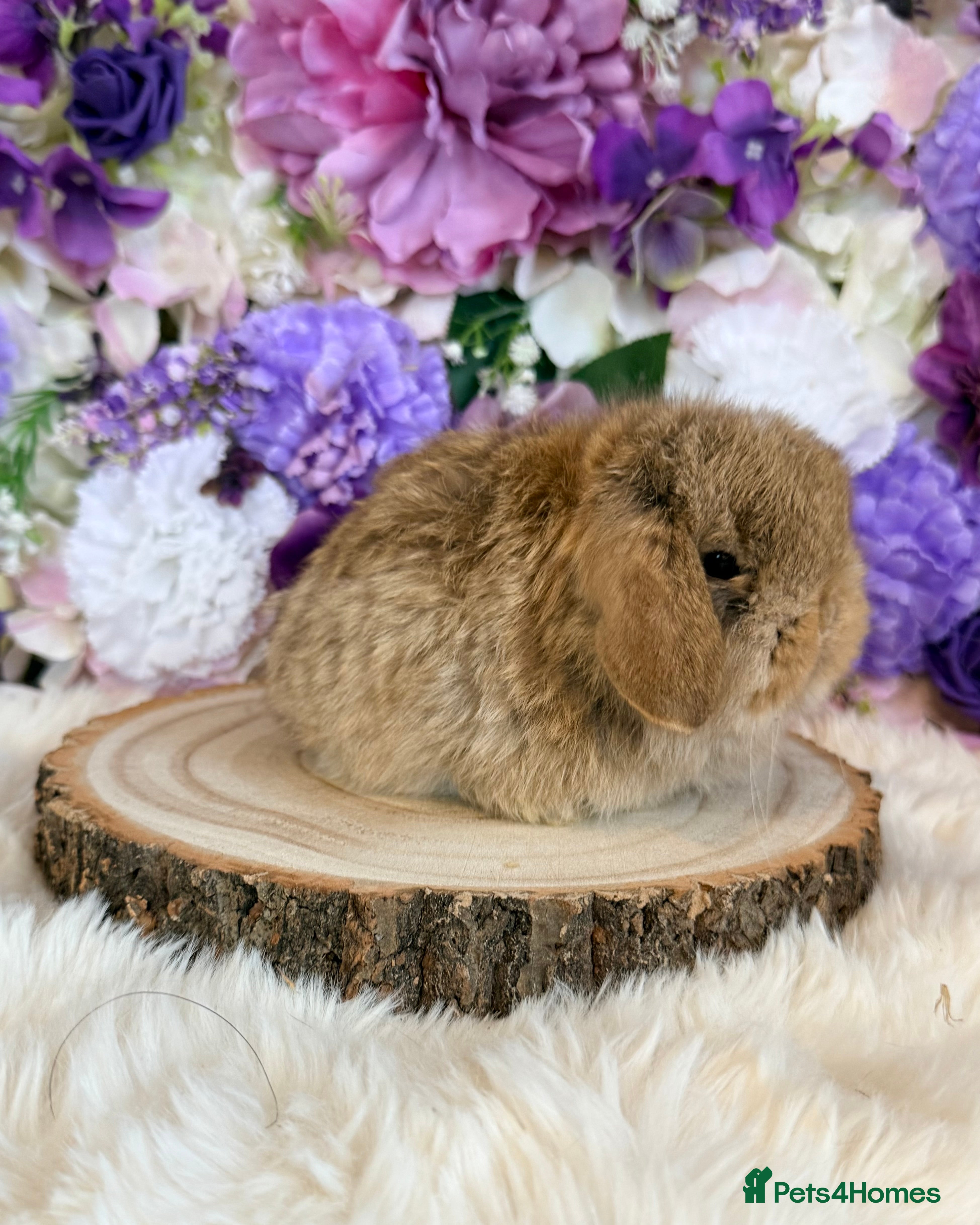 Mini Lop rabbits 💜 Mini Lop Bunnies 💜 xxx - Advert 9