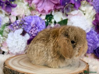 Mini Lop rabbits 💜 Mini Lop Bunnies 💜 xxx - Advert 9