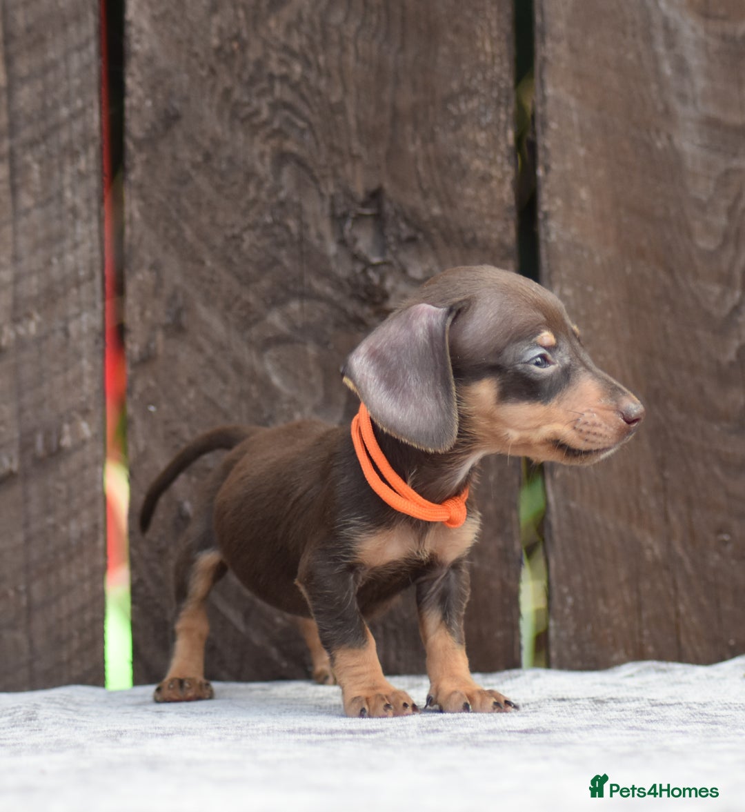 Miniature Dachshund dogs for sale: Miniature Dachshunds Chocolate and Tan Boys  - Image 12
