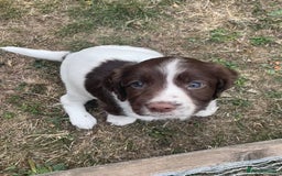 English Springer Spaniel dogs for sale: FTCH sired English Springer Spaniel Puppies - Image 19