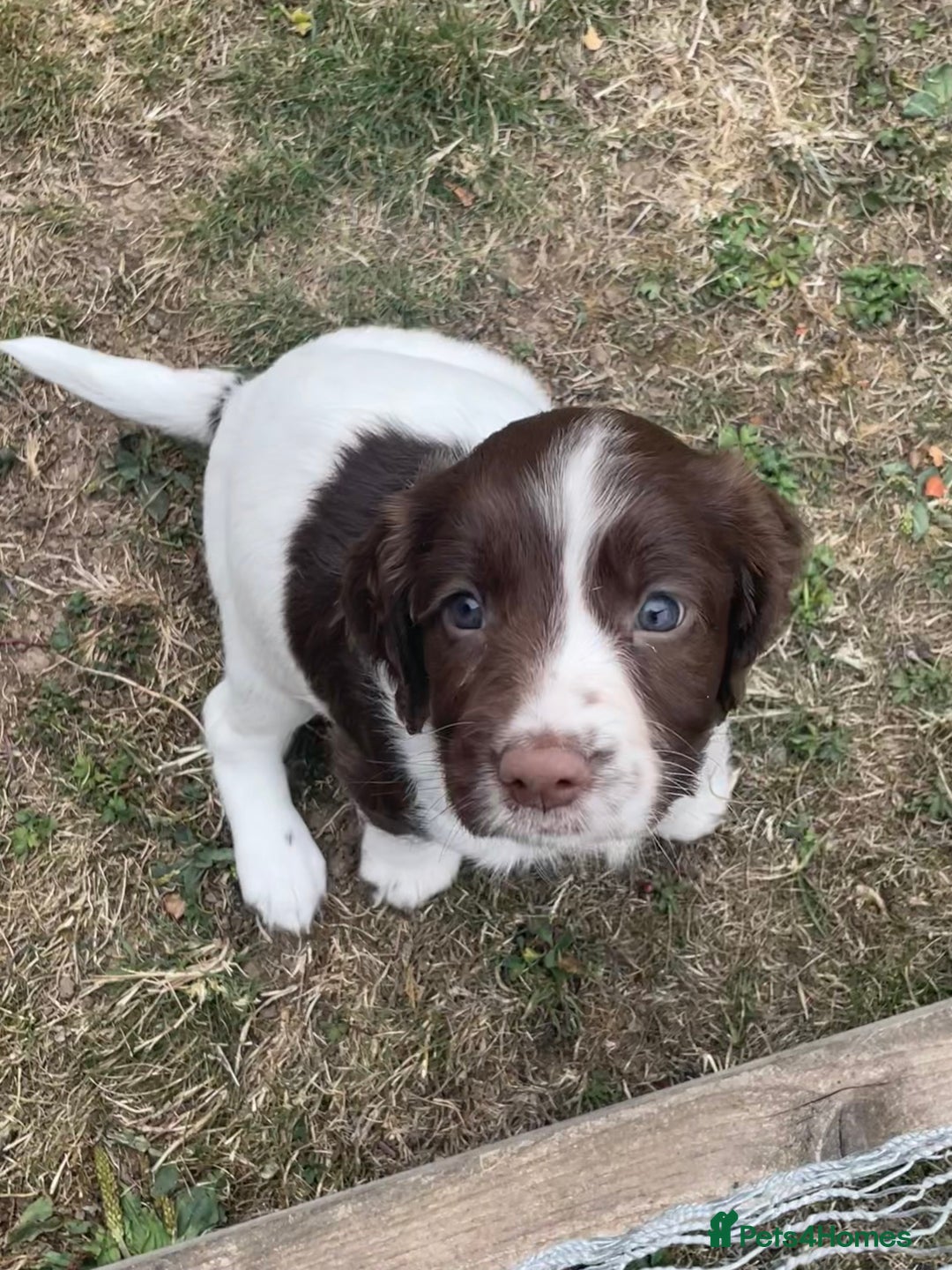 English Springer Spaniel dogs for sale: FTCH sired English Springer Spaniel Puppies - Image 19