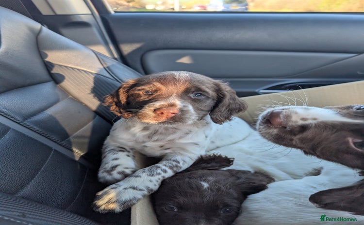 English Springer Spaniel dogs Spinning spaniel  - Advert 7