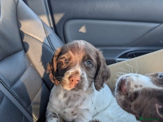 English Springer Spaniel dogs Spinning spaniel - Advert 1