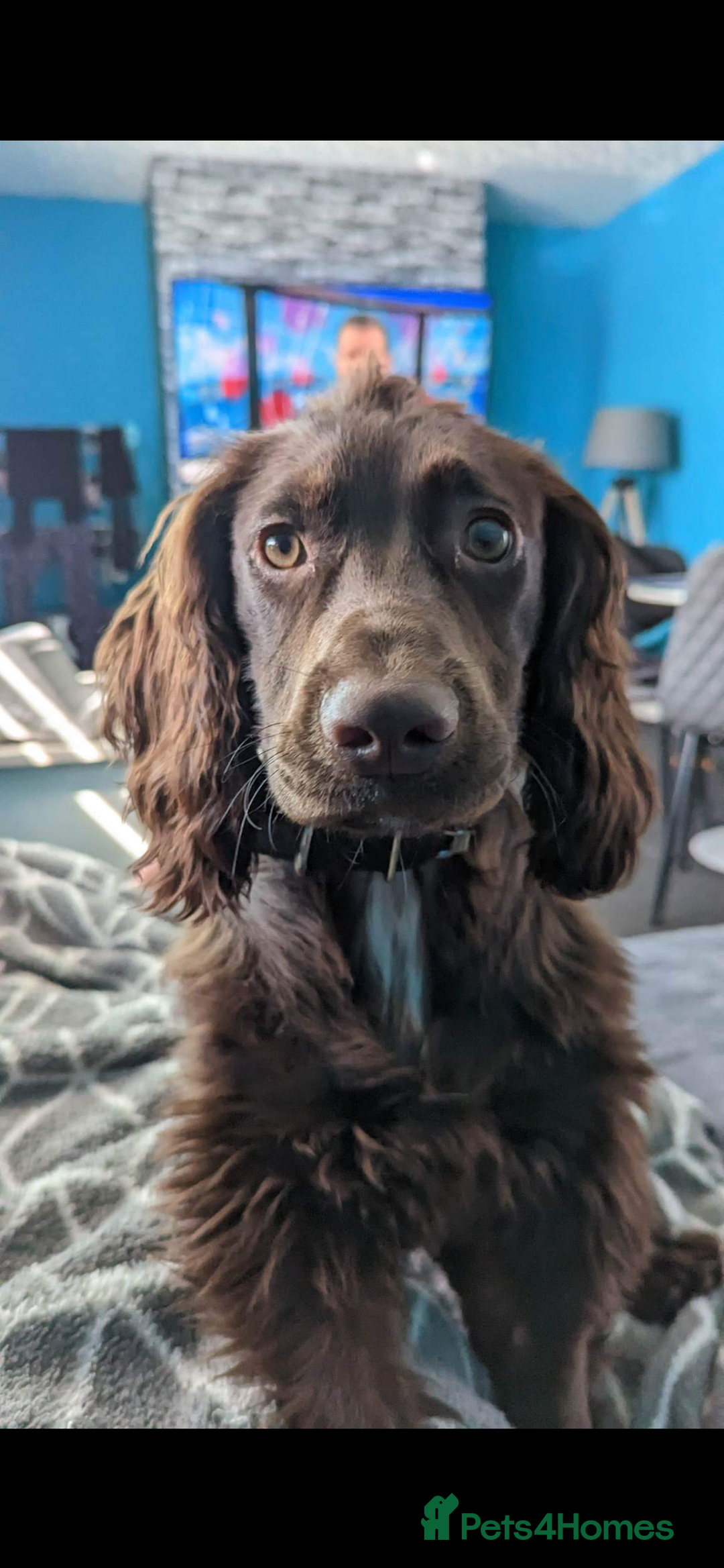 Cocker Spaniel dogs for stud: Cocker spaniel  - Image 2