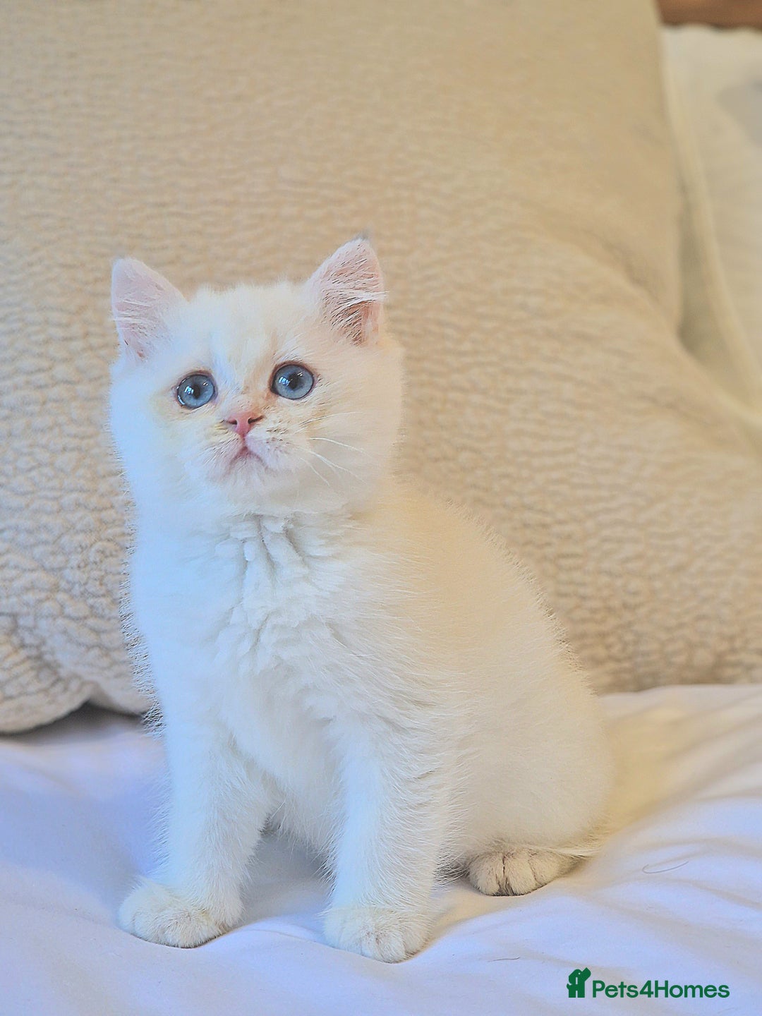 British Shorthair cats for sale: LAST KITTEN - Rare Golden Lilac Point BSH Girl - Advert 10