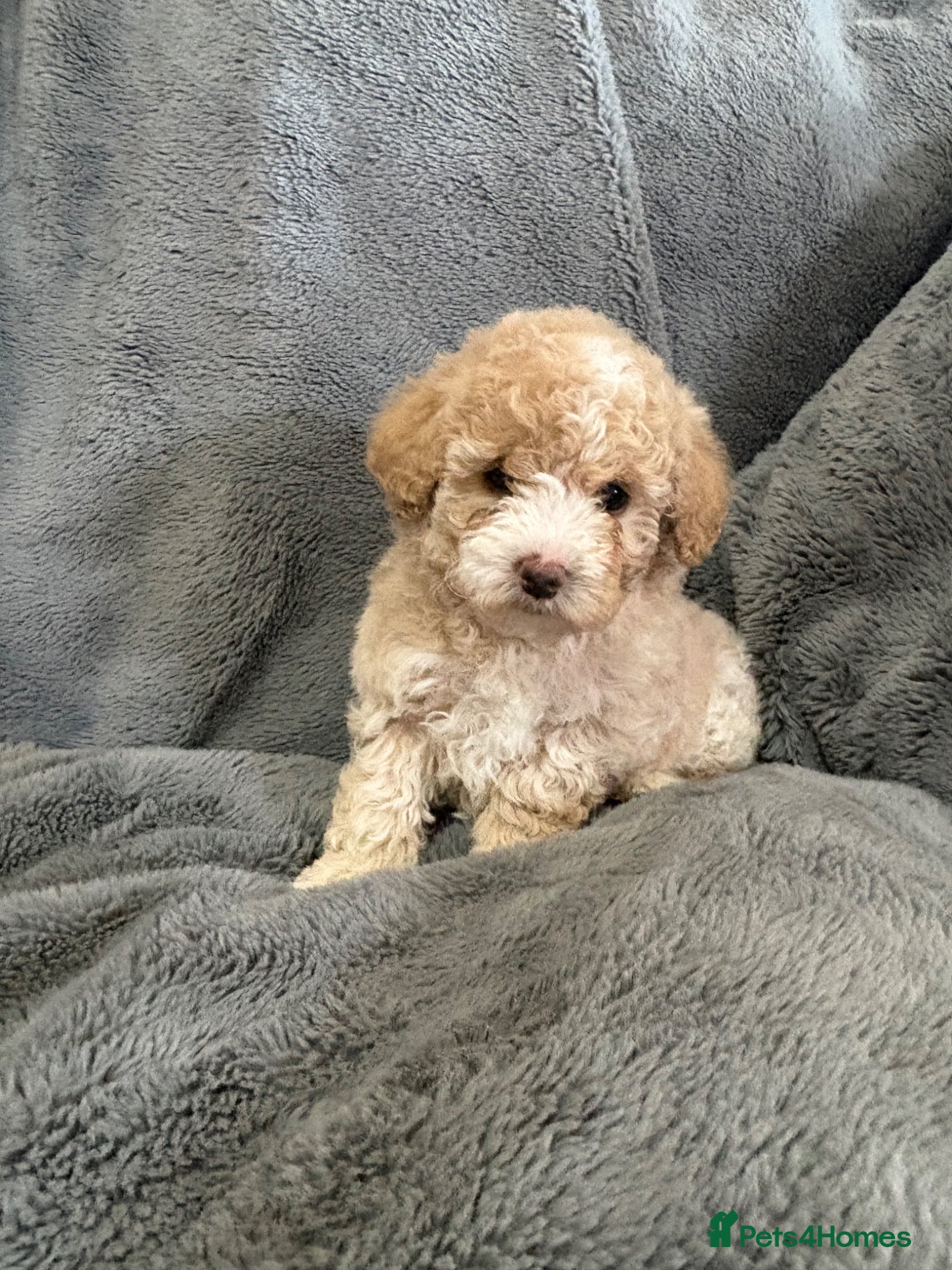 Poochon dogs Adorable Poochon Puppies  - Advert 8