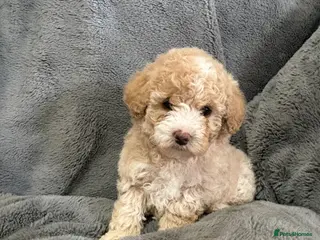 Poochon dogs Adorable Poochon Puppies - Advert 8