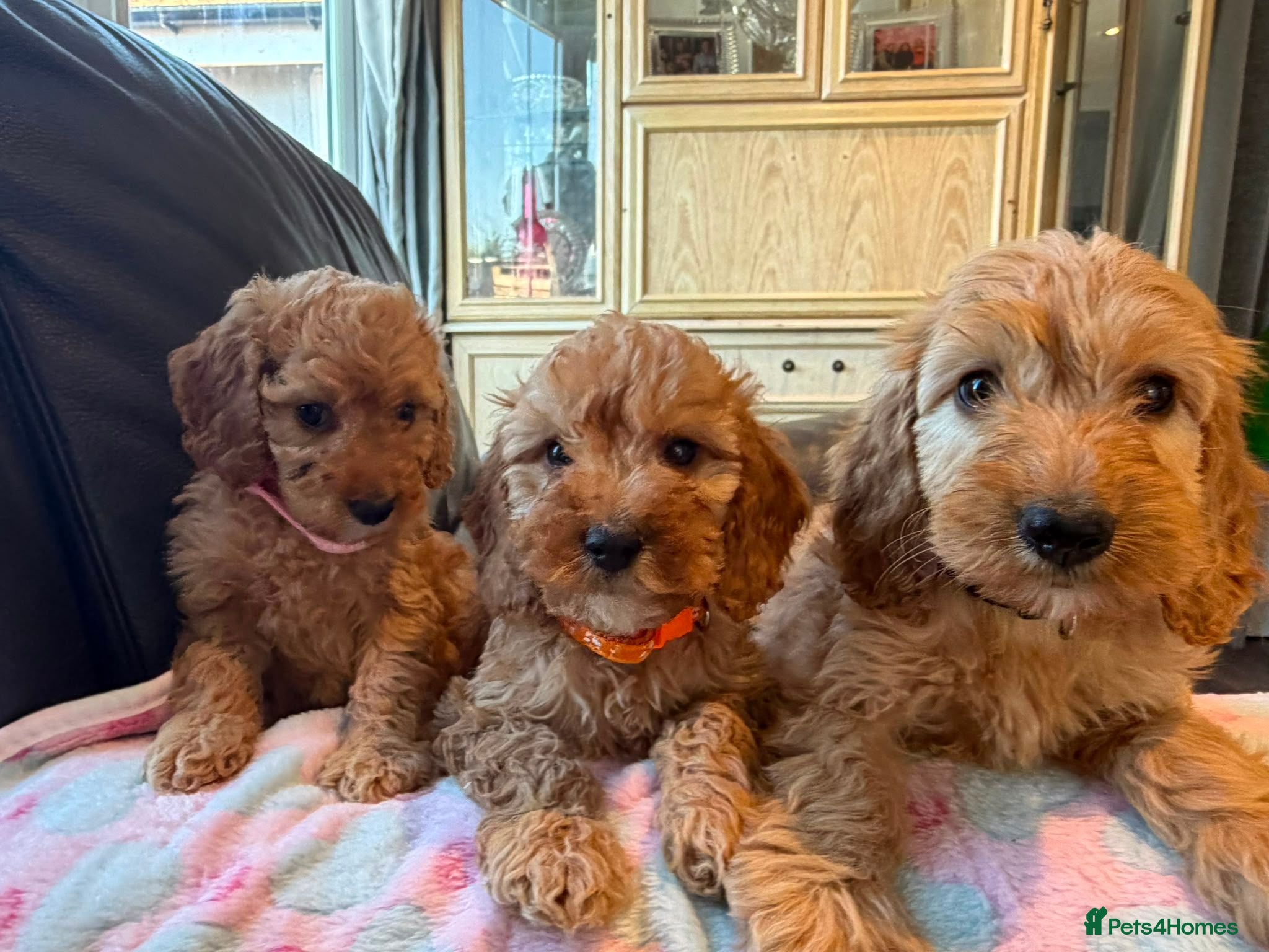 Cockapoo dogs F1 4 cockapoo girl puppies ready 14th August  - Advert 1