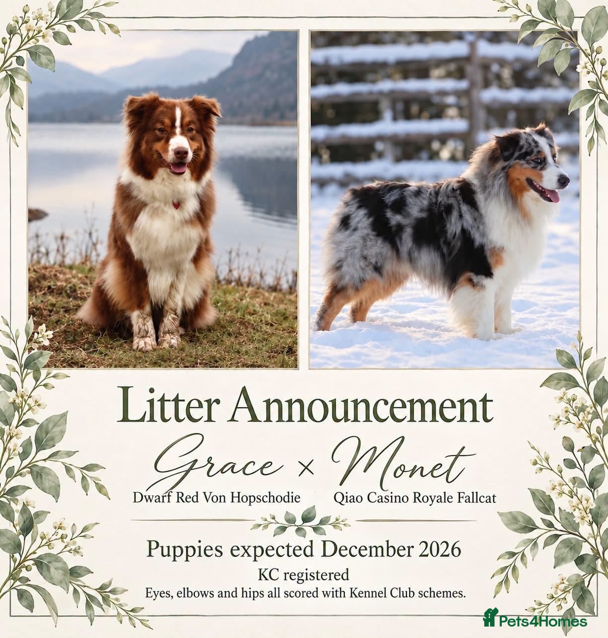 Australian Shepherd dogs for sale: EXPECTED LITTER OF AUSTRALIAN SHEPHERD PUPPIES  - Advert 5