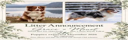 Australian Shepherd dogs for sale: EXPECTED LITTER OF AUSTRALIAN SHEPHERD PUPPIES  - Advert 1